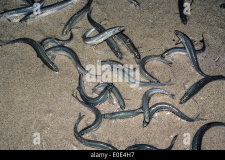 California grunion Leuresthes tenuis Stock Photo - Alamy