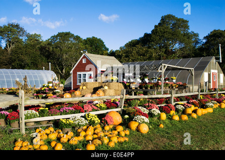 Farm and greenhouse in autumn, Barnstable, Cape Cod, MA Stock Photo