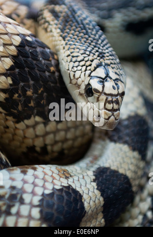Northern Pine Snake, Pinelands, New Jersey, USA Stock Photo