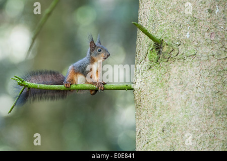 red squirrel, Eichhörnchen, Sciurus vulgaris) Stock Photo