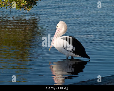 Australian Pelican (Pelecanus conspicillatus) standing on edge of water near mangrove tree Stock Photo