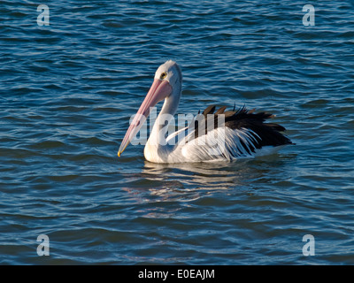 Australian Pelican (Pelecanus conspicillatus) swimming in choppy water Stock Photo