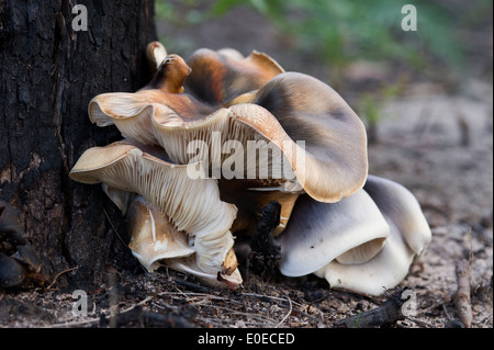 This what the  Australian Ghost fungus (Omphalotus nidiformis)  which glows in the dark at night looks like during daylight Stock Photo