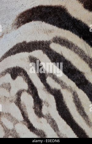 Close-up view of the skin of a Plains (Burchells) Zebra (Equus burchelli) Stock Photo
