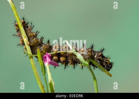 Spiky caterpillar of the Australian Meadow Argus butterfly. The Meadow Argus is found throughout Australia. Stock Photo