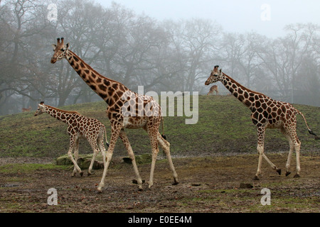 Three  mature Rothschild's giraffes a.k.a. Baringo or Ugandan giraffe (Giraffa camelopardalis) on the Savanna of a zoo Stock Photo