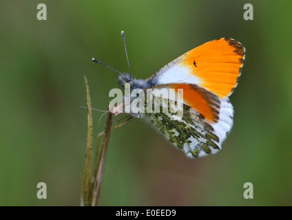 Male Orange Tip Butterfly (Anthocharis cardamines)  with wings open