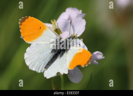 Male Orange Tip Butterfly (Anthocharis cardamines) posing on a cuckoo flower Stock Photo
