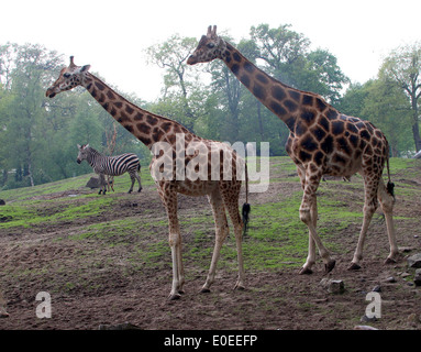 Two mature Rothschild's giraffes a.k.a. Baringo or Ugandan giraffe (Giraffa camelopardalis) on the Savanna of a zoo Stock Photo