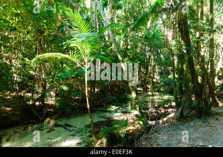 Wanggoolba Creek - Fraser Island - Queensland - Australia Stock Photo