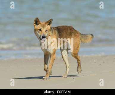 Dingo (Canis lupus dingo), Fraser Island, Queensland, QLD,  Australia Stock Photo