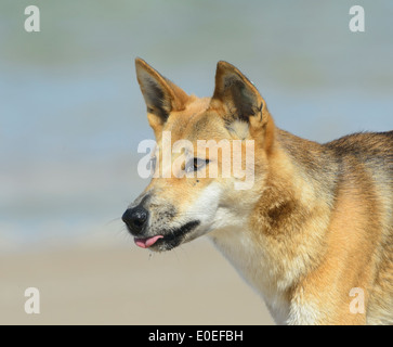 Dingo (Canis lupus dingo), Fraser Island, Queensland, QLD, Australia Stock Photo