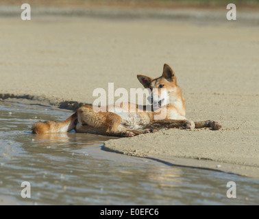 Dingo (Canis lupus dingo), Fraser Island, Queensland, QLD, Australia Stock Photo