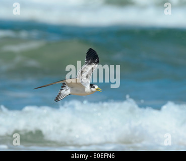 Little Tern (Sterna albifrons or Sternula albifrons) - Fraser Island - Queensland - Australia Stock Photo
