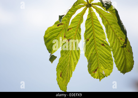 Horse chestnut leaf at the end of the summer Stock Photo