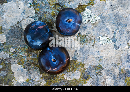 Three ripe blue plums lying on rocky surface Stock Photo