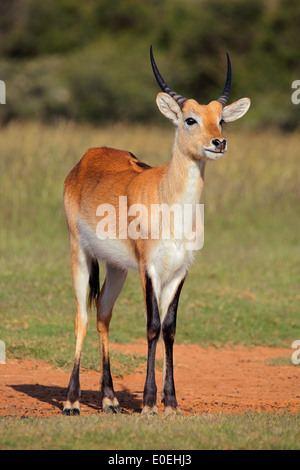 Male red lechwe antelope (Kobus leche) in natural environment, southern Africa Stock Photo