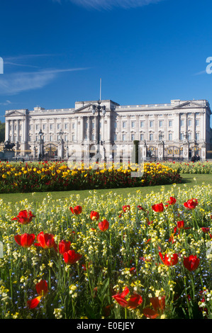 Buckingham Palace in spring with tulips and flowers in foreground London England UK