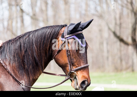 Bay horse head wearing english snaffle bridle with D-bit and ear protectors Stock Photo