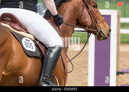 Woman rider on bay horse in english riding attire and equipment with competition number on saddlepad. Stock Photo