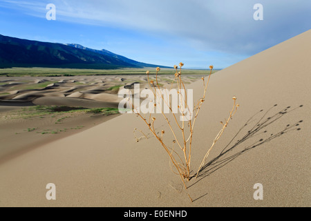 Dried shrub on dune and Sangre de Cristo Mountains, Great Sand Dunes National Park and Preserve, Colorado USA Stock Photo