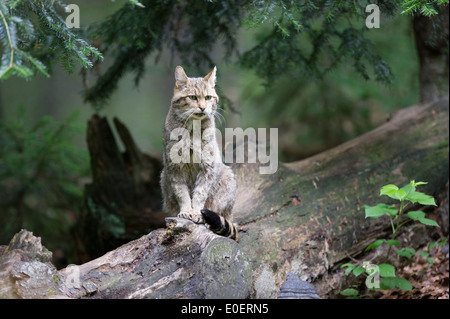 Wildcat,Wildkatze, felis silvestris Stock Photo