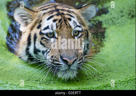 Sibirischer Tiger, Sibirian tiger , Panthera tigris, Stock Photo
