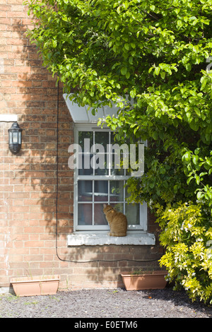 Ginger Cat sat on a windowsill looking into a window Stock Photo
