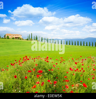 Red poppy flowers in Tuscany landscape, Italy Stock Photo