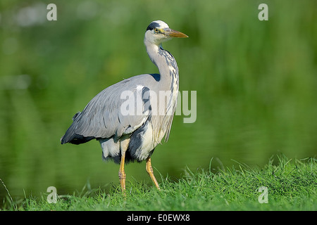 Graureiher, Great Blue Heron, Ardea cinerea, Stock Photo