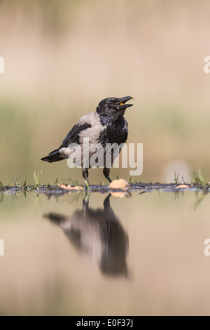 Hooded Crow (Corvus cornix) feeding on eggs reflected in a lake Stock Photo