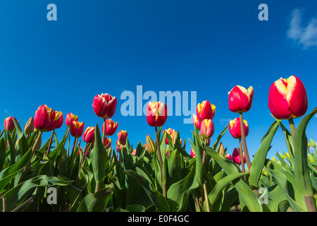Red yellow tulips close-up against a blue sky Stock Photo
