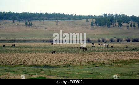 Arxan, China's Inner Mongolia Autonomous Region. 11th May, 2014. Horses graze on the grassland in Arxan City, north China's Inner Mongolia Autonomous Region, May 11, 2014. © Zhang Ling/Xinhua/Alamy Live News Stock Photo