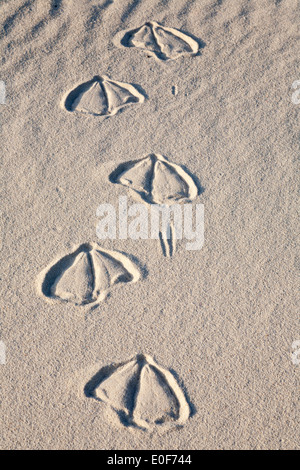 Laysan albatross footprints in beach sand on Midway Atoll Stock Photo