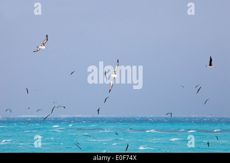 Laysan Albatrosses soaring over the north Pacific Ocean (Phoebastria immutabilis) Stock Photo
