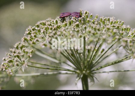 two striped shield bugs (graphosoma lineatum) on laserwort (laserpitium siler) Stock Photo