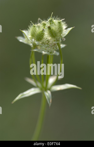 orlaya grandiflora Stock Photo