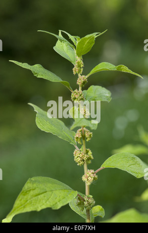 pellitory of the wall, parietaria officinalis Stock Photo