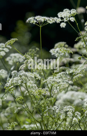 greater burnet-saxifrage, pimpinella major Stock Photo