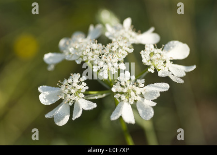 orlaya grandiflora Stock Photo