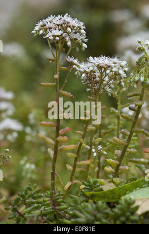 white stonecrop, sedum album Stock Photo