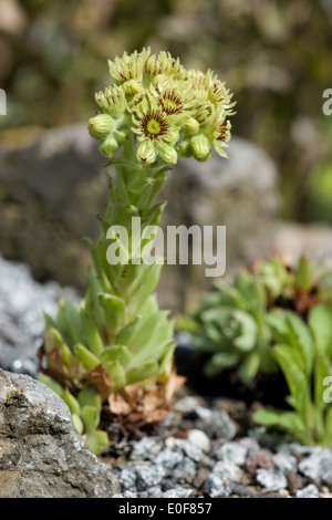 wulfen's houseleek, sempervivum wulfenii Stock Photo