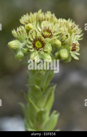 wulfen's houseleek, sempervivum wulfenii Stock Photo