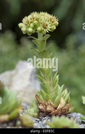 wulfen's houseleek, sempervivum wulfenii Stock Photo