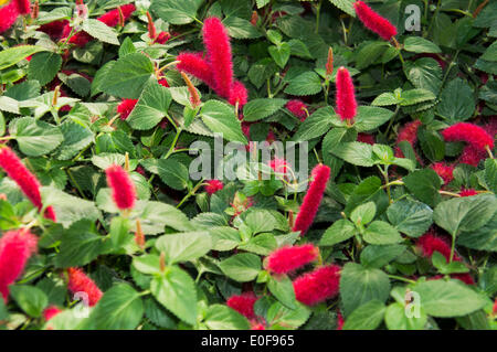 Acalypha hispaniolae 'Bodes Feuerzauber', gardening, Summer Annual Ornamental plant, annuals, Garden flowers (CTK Photo/Libor Sojka) Stock Photo