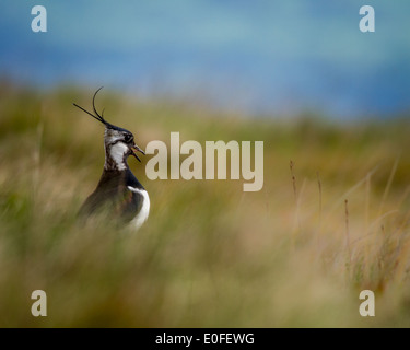 Northern Lapwing Vanellus Vanellus Adult At The Nest With Chicks Avon 