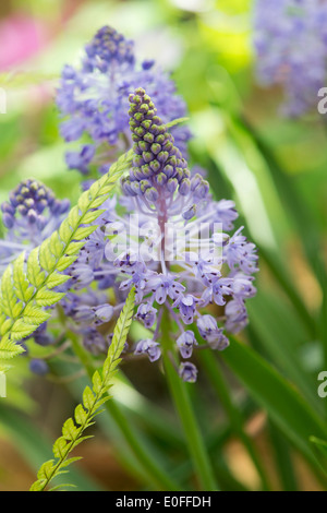 Polystichum Tsussimense leaf  and Scilla litardierei flowers. Korean rock fern and Amethyst Meadow Squill Stock Photo