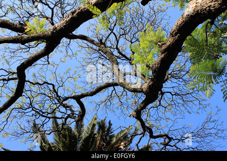 Looking up at the jacaranda trees in Parque Mexico, La Condesa, Mexico City Stock Photo