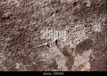 raised layers of dirt dust fungi spores covering surface of timber like an alien world full of craters like moon surface Stock Photo