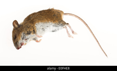 Dead mouse isolated on a white background Stock Photo